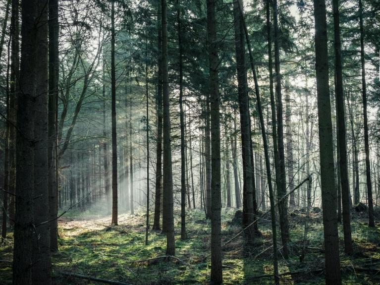 forest